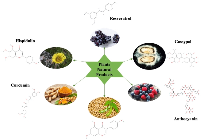 Comprehensive Review on Mechanistic Insights, Optimal Dosages, and Safety Prospective of Natural Products in Anticancer Therapeutics